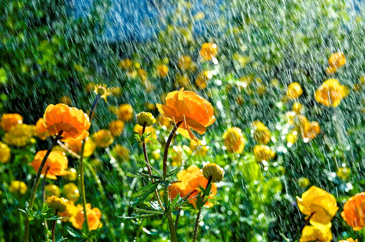 Gelbe Sommerblumen stehen im warmen Regen, während Sonnenlicht durch die Regentropfen fällt.