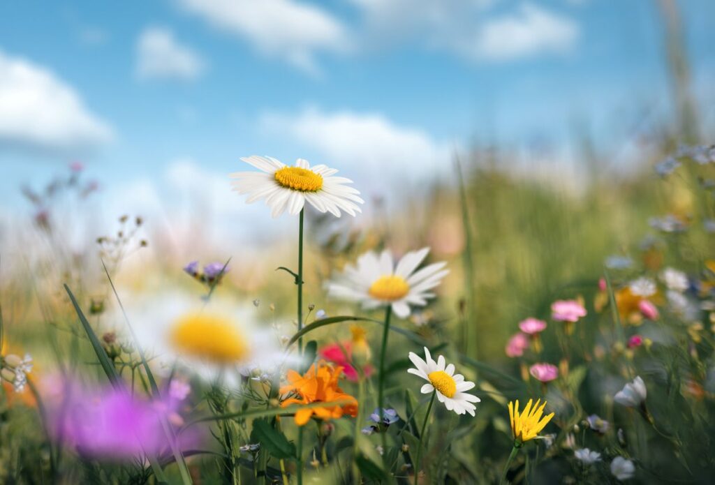 Eine sommerliche Blumenwiese mit Gänseblümchen und bunten Wildblumen unter blauem Himmel.