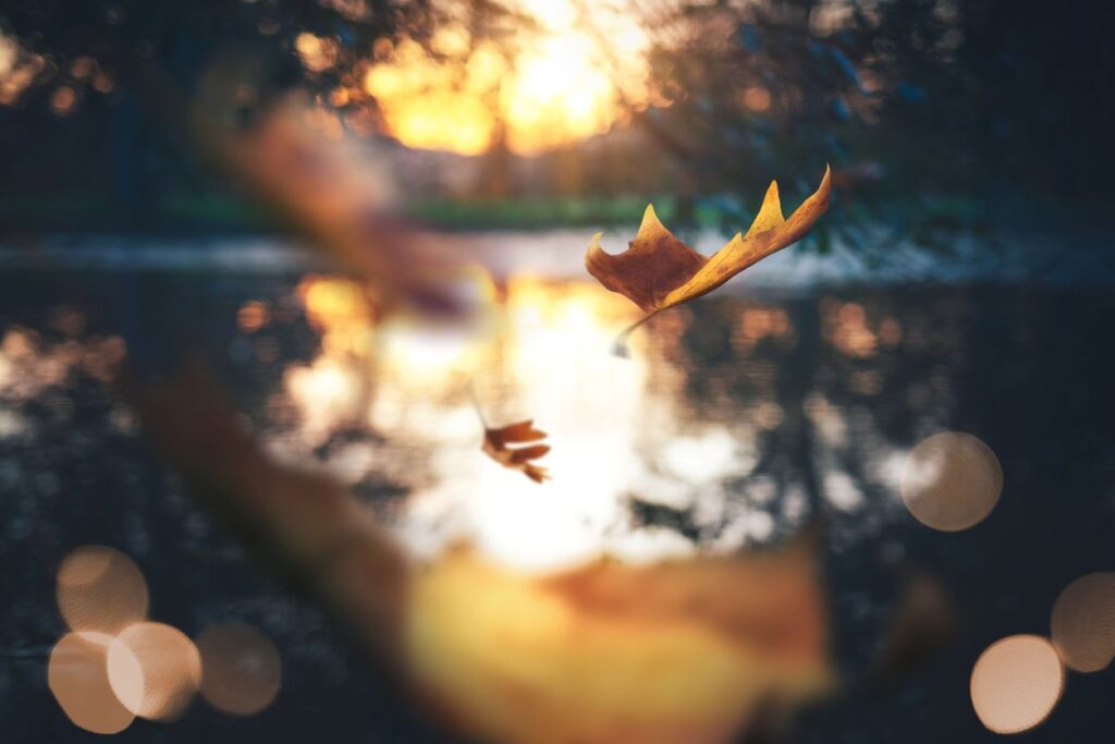 Herbstblatt im warmen Abendlicht über einem See